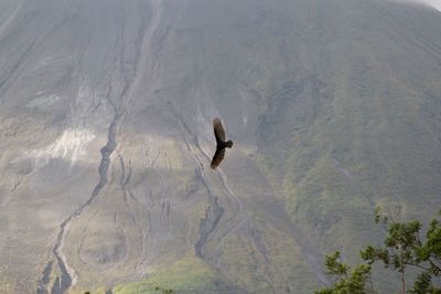 High angle view of bird flying over water