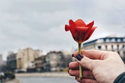 Cropped hand holding flower