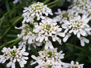 Close-up of white flowers