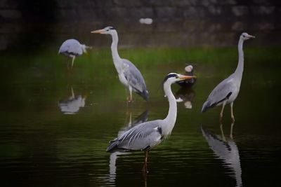 Birds in water