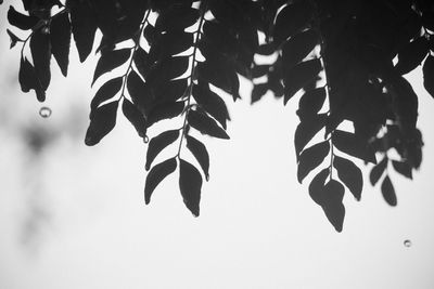 Close-up of leaves hanging against sky