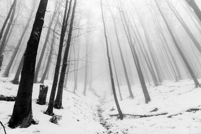 Snow covered land and trees in forest