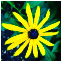 Close-up of yellow flowers