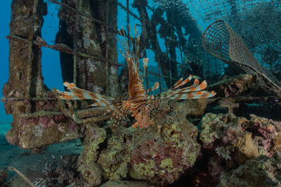 Fish swimming in sea