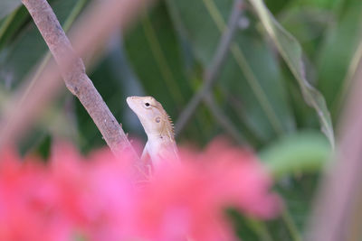 Close-up of lizard on leaf