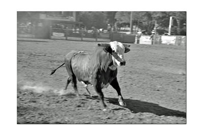 Horse in zoo