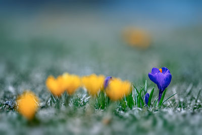 Close-up of purple crocus flowers on field