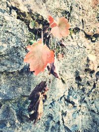 High angle view of autumn leaves on rock