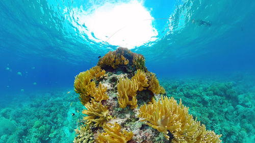 sea