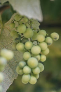 Close-up of grapes growing in vineyard