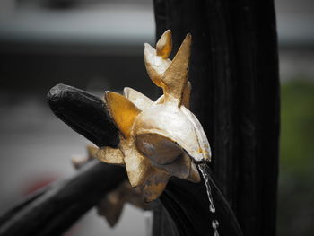 Close-up of lizard