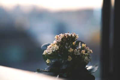 Close-up of flowering plant against blurred background