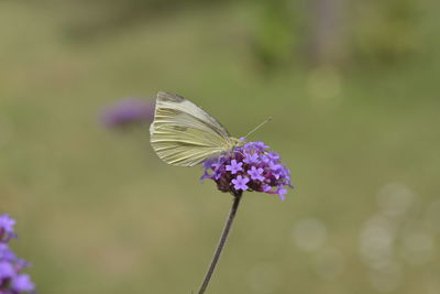 Close-up of butterfly on purple flower