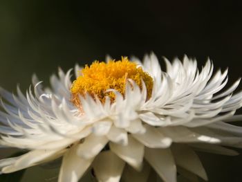 Close-up of white flowers against black background