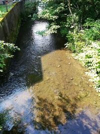 High angle view of river amidst trees