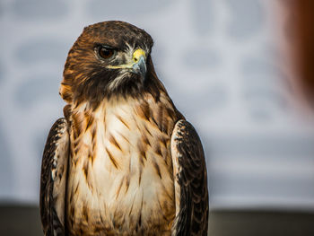 bird