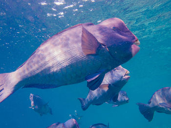 Close-up of fish swimming in sea