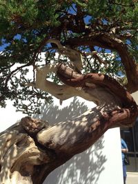 Low angle view of tree trunk