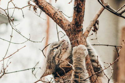 A gray cat climbing a tree