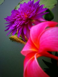 Close-up of pink flower