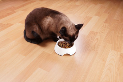 Cat eating from bowl at home