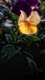 Close-up of yellow flower blooming outdoors