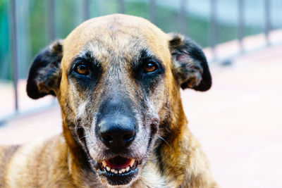 Close-up portrait of dog