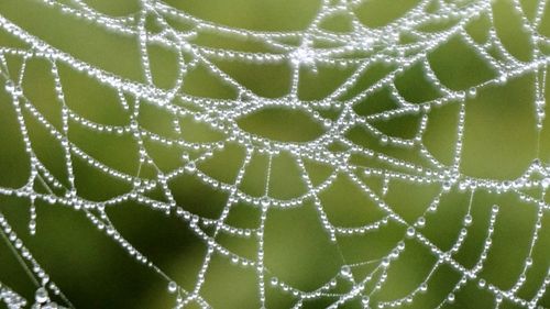 Close-up of water drops on leaf