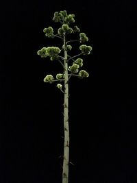 Close-up of tree against black background