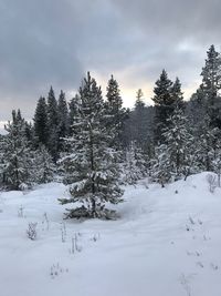 Trees on snow covered field against sky