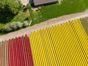 High angle view of yellow flowering plants by road