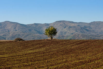 Scenic view of field against clear sky