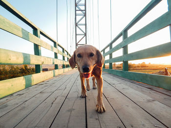 Portrait of dog standing on footbridge