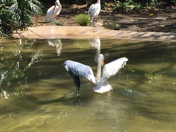 Gray heron in water