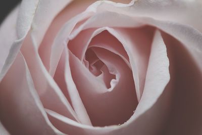 Extreme close-up of pink rose