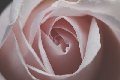 Close-up of rose