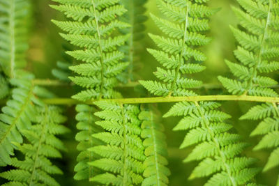 Close-up of fern leaves