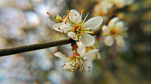 Close-up of white flowers