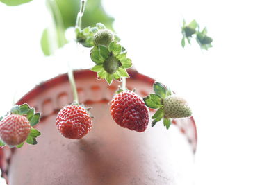 Close-up of berries on plant