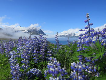 Close-up of purple flowers