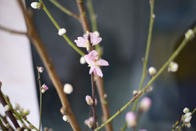 Close-up of cherry blossom