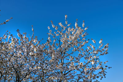 Low angle view of tree against clear blue sky