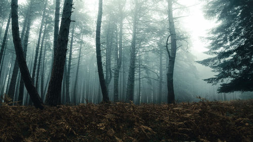 Autumn fog in the woods