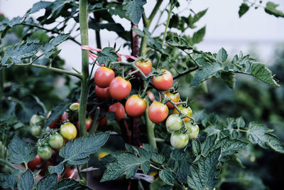 Close-up of cherries on tree