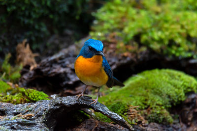 Close-up of bird perching on rock