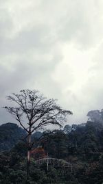 Bare tree on mountain against sky