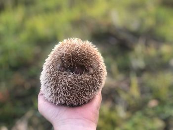 Close-up of hand holding hedgehog