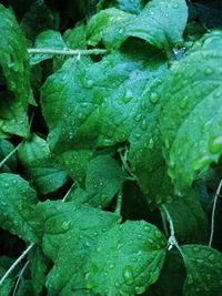 Full frame shot of wet leaves during rainy season