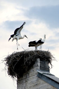 Low angle view of birds in nest against sky