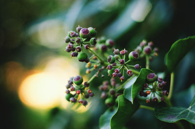 Close-up of berries growing on plant